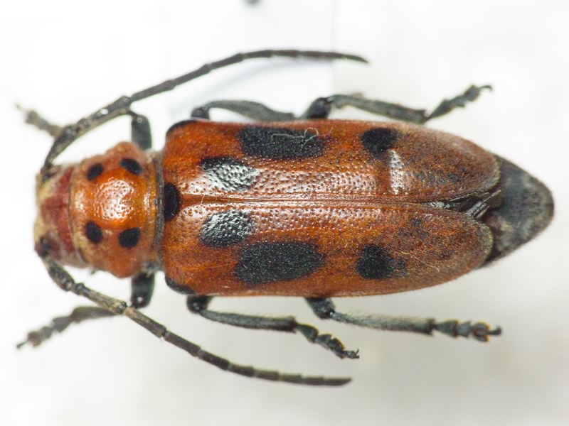 Tetraopes tetrophthalmus Forster, 1771
